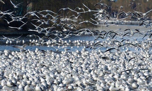 Co z działka po śmierci działkowca?