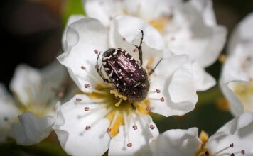 Czy gruszą może rosnąć przy tujach?